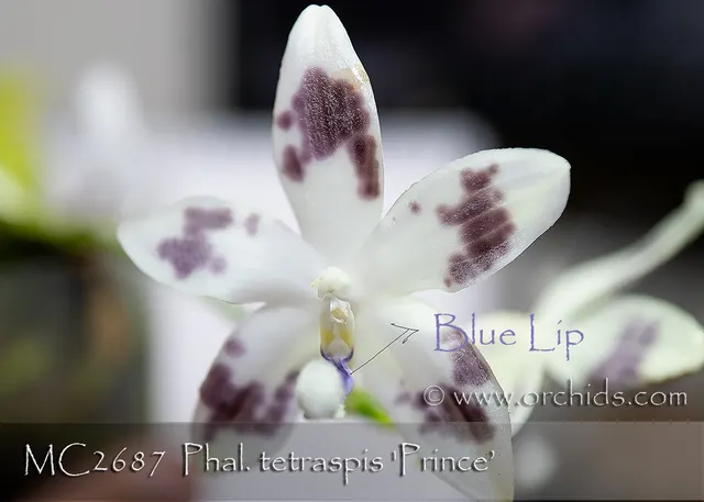 Phalaenopsis tetraspis 'Prince , Note : Fragrance' (Phalaenopsis)