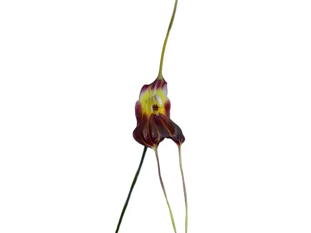 Masdevallia bicornis (Masdevallia)