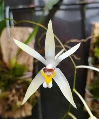 Epigeneium triflorum (Epigeneium)