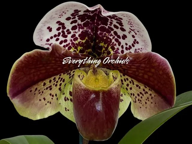 Paphiopedilum Star Power 'Diva Maria' x Aladdin 'Masterpiece'