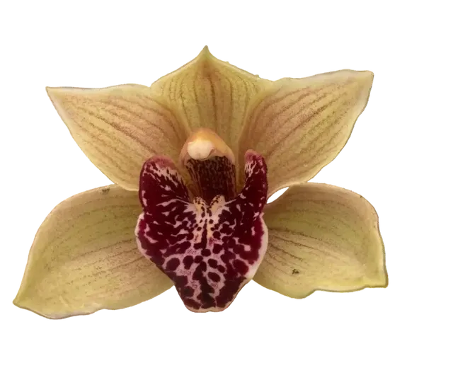 Cymbidium Bulbarrow 'Lazy Possum' (Cymbidium)
