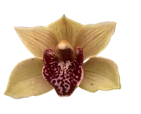 Cymbidium Bulbarrow ‘Lazy Possum’