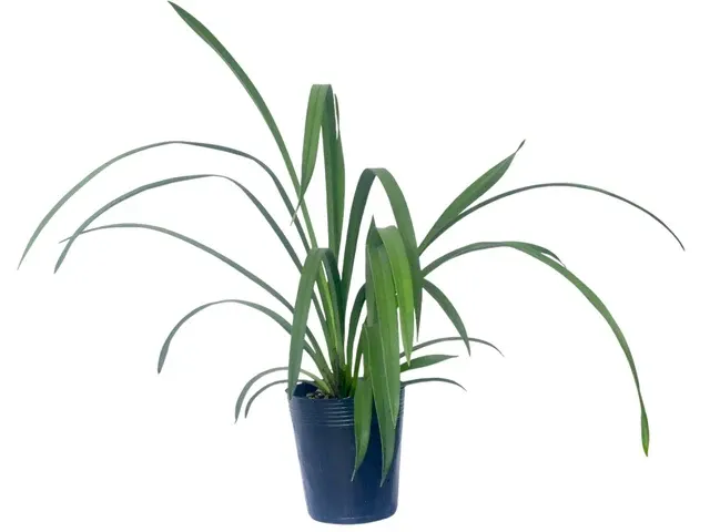 Cymbidium Kurralta Park 'Tennyson' (Cymbidium)
