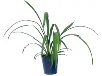 Cymbidium Kurralta Park 'Tennyson' (medium)