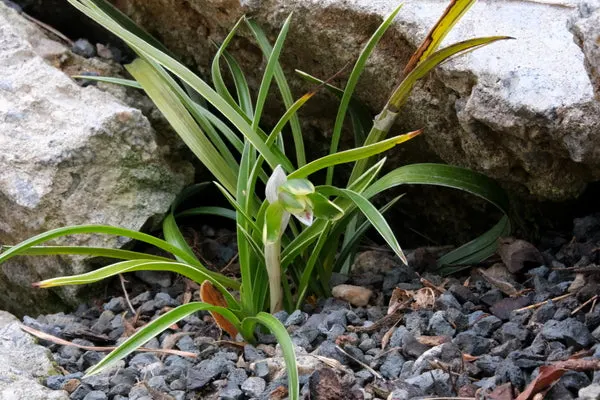Cymbidium goeringii 'Xueshanbiancao'