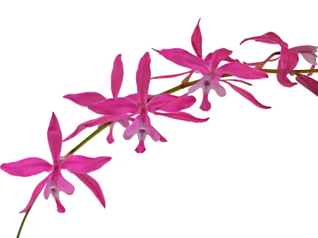 Oncidium beyrodtioides (Oncidium)