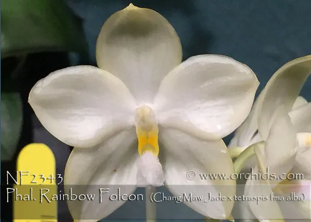 Phalaenopsis Rainbow Folcon ', Note : Only 6 Available.'