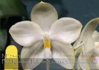 Phal. Rainbow Folcon ', Note : only 6 available. ' (Chang Maw Jade x tetraspis fma alba)