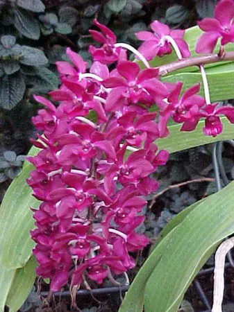 Rhynchostylis gigantea (Rhynchostylis)