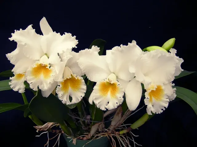 Cattleya Orchid Gertrude Hausermann ‘EFG’