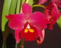 Cattleya Alliance: Rlc. Hsinying Scarlet 'Cherry'