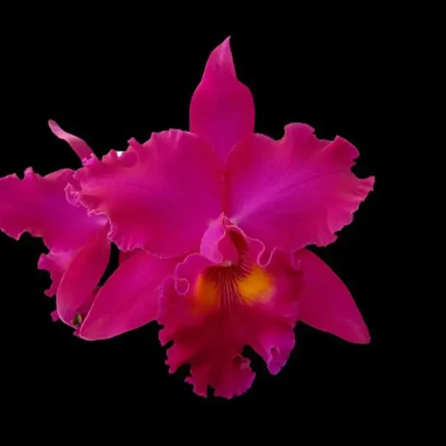 Rhyncholaeliocattleya George Suzuki (Rhyncholaeliocattleya)