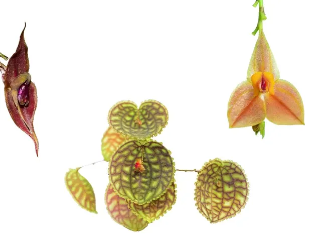 Noid Lepanthes