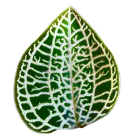 Anoectochilus roxburghii 'White Gold'