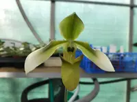 Paphiopedilum appletonianum fma. albovirescens (album) x self (syn. wolterianum)