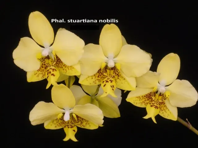 Phalaenopsis stuartiana 'Wilson #416'