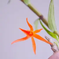 Dendrobium dickasonii