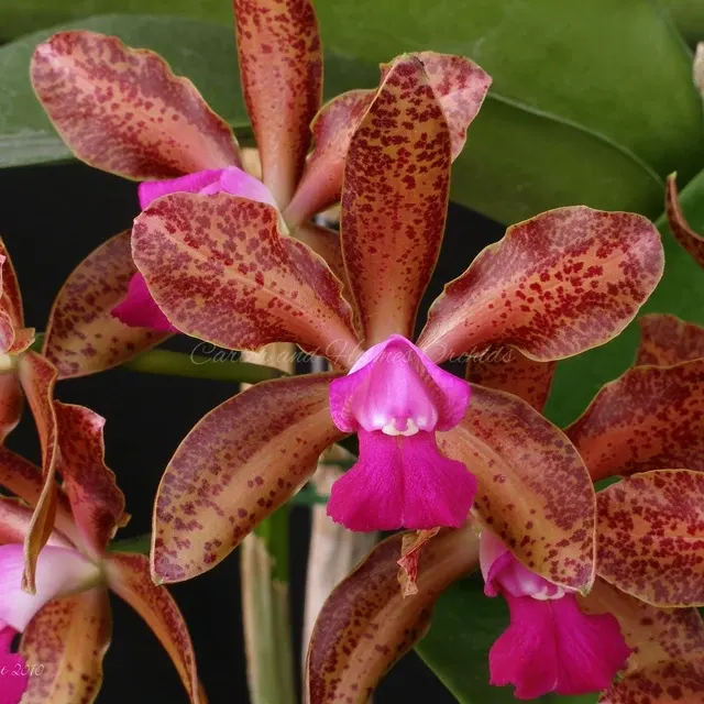 Cattleya Fort Motte X Cattleya Chocolate Drop (Cattleya)