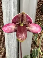 Paphiopedilum RUBY ROSE (rungsuryanum x Hsinying Rubyweb)