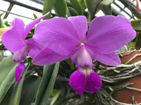 C. walkeriana `Mirtha Isabel' AM/AOS Original Species Orchid Plant 3" Pot