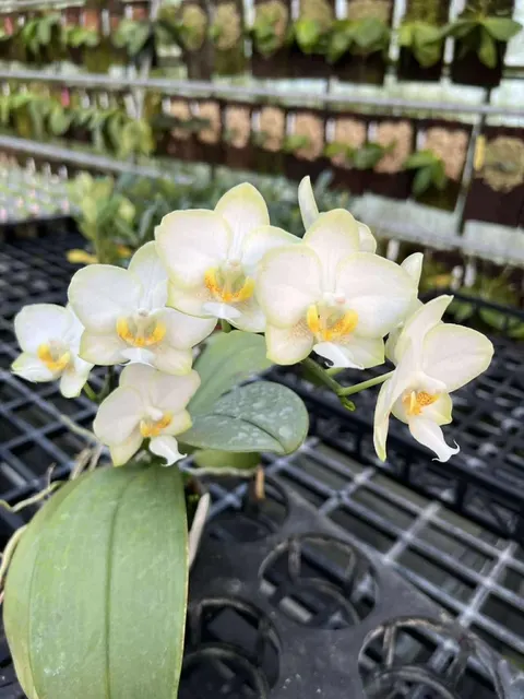 Phalaenopsis KS White Jade