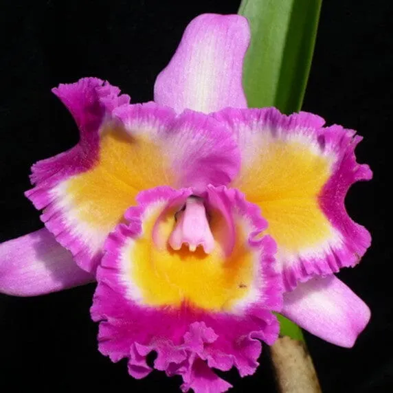 Cattleya Alliance - Blc. Volcano Clown 'Volcano Queen'