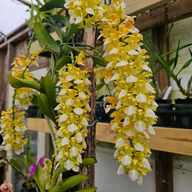 Aerides houlettiana 'Alba' (Aerides)