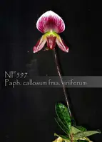 Paph. callosum (Paph. callosum var. vinicolor ' Daya' x Paph. callosum ' Huei')