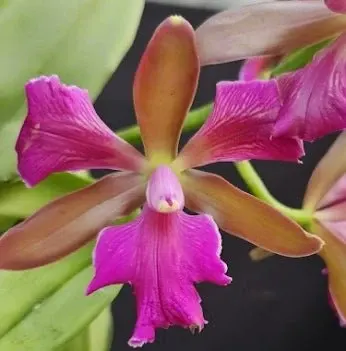 Cattleya leopoldii 'IMACULATA TRLABELO'