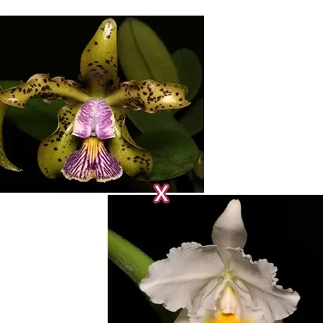 Cattleya quadricolor coerulea × schilleriana coerulea (Cattleya)
