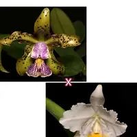 Cattleya quadricolor coerulea × Cattleyaschilleriana coerulea 2.5"
