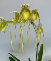 Paphiopedilum SHARON BOOTH album (philippinense fma album 'Chang' x Mount Toro album 'SY' GM/TOGA)