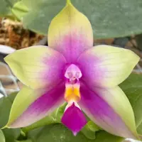 Phalaenopsis (Lucien Purple Lover x YY Blue Bellina)