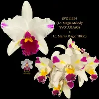 Cattleya Orchid Hybrid SVO11394 (Lc. Magic Melody 'SVO' AM/AOS x Lc. Mari's Magic 'H&R')