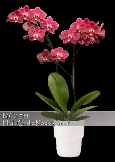 Phalaenopsis Cadiz Rock 'Coral , Note : In Bloom As 9/29/2023' (Phalaenopsis)