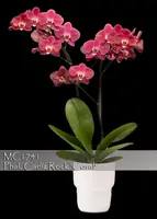 Phalaenopsis Cadiz Rock 'Coral , Note : in bloom as 9/29/2023 ' (P. Golden Buddha x P. Flor de Mato)