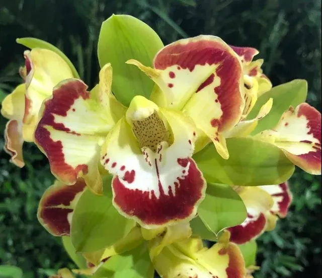 Cymbidium Vidar Harlequin