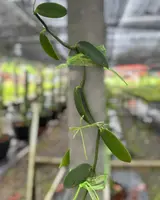 Vanilla planifolia 1 Cutting