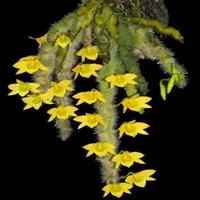 Dendrobium Senile (SENIL) Rare Exotic Orchid
