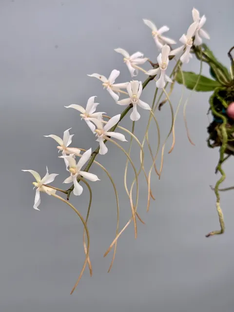 Aerangis kotschyana × decaryana (Aerangis)