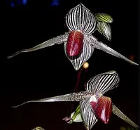 Paphiopedilum rothschildianum x sib (‘Giant Wings’ GM/WOC x ‘Pyto’ AM/AOS)