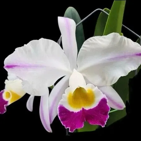 Cattleya eldorado 'Fairy' (Cattleya)