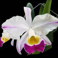 Cattleya eldorado fma.flamea 'Fairy' SBM/JOGA 2.5" Fragrant