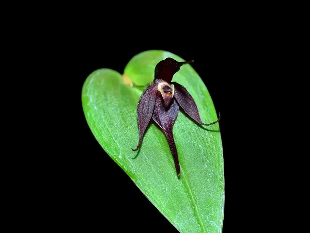 Pleurothallis forceps-cancri (Pleurothallis)