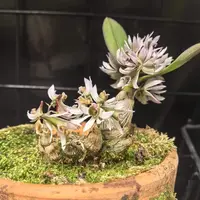 Dendrobium peguanum