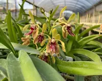 Vanda Ho-Kin Ng