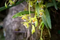 Chelonistele sulphurea- Fragrant