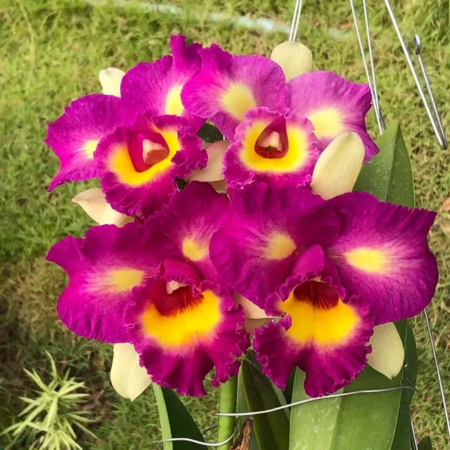 Rhyncholaeliocattleya Thaksina Candy