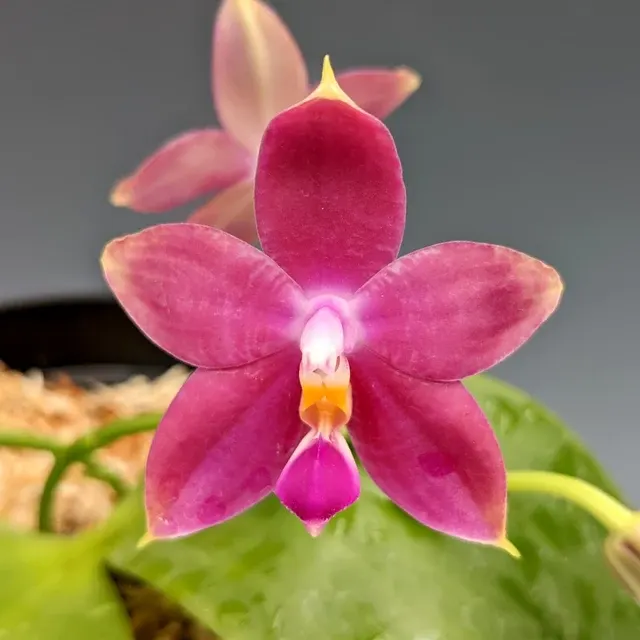 Phalaenopsis Princess Kaiulani