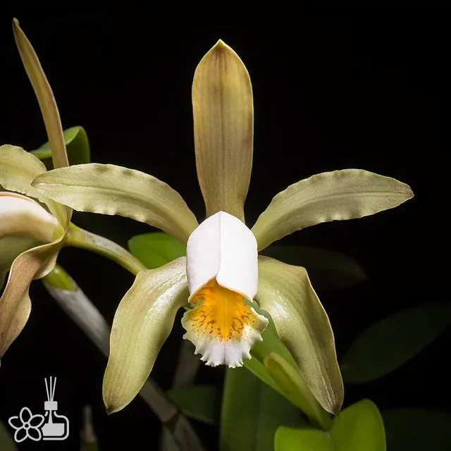 Cattleya forbesii 'f. alba'